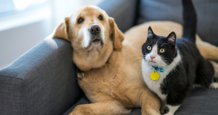 A cat and a dog on a sofa