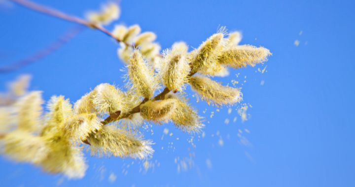 A plant with pollen coming off of it